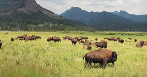 3 Reasons the Original “Red Meat” is Best for You!